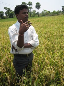 Learning about Rice Genetics